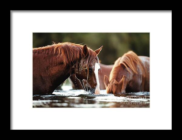 Salt River Wild Horses Framed Print featuring the photograph Snorkel Time by Shannon Hastings