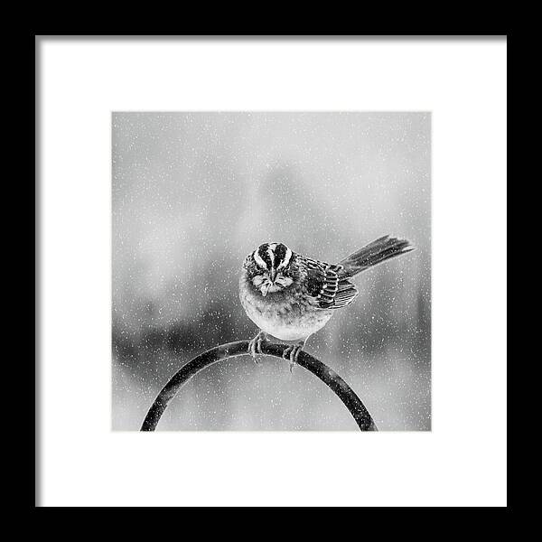 Bird Framed Print featuring the photograph Snow Again by Cathy Kovarik