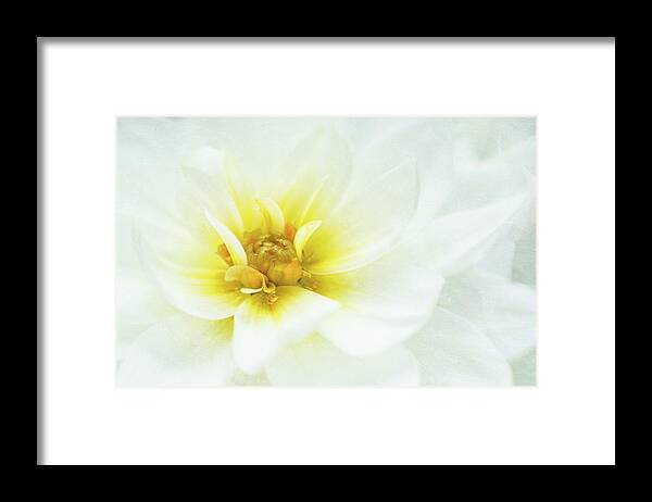 Dahlia Flower Framed Print featuring the photograph Snow Angel by Kim Carpentier