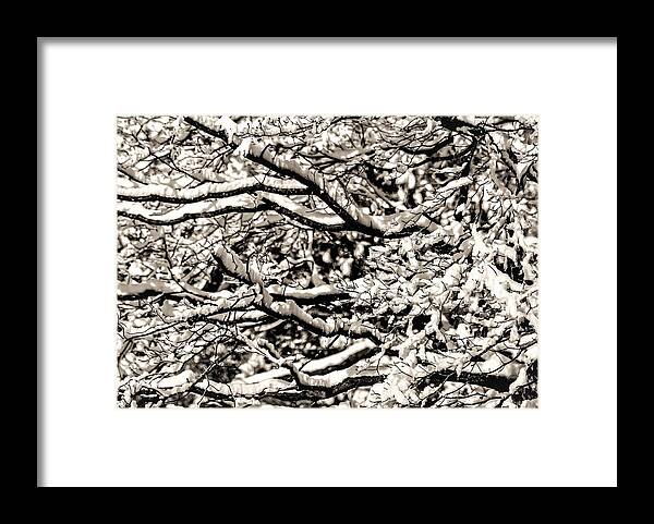 Snow Branch Tree B&w Framed Print featuring the photograph Snow Branch by John Linnemeyer