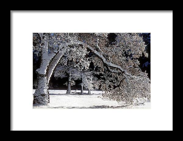 Black Oak Framed Print featuring the photograph Snow Covered Black Oak Yosemite National Park by Dave Welling