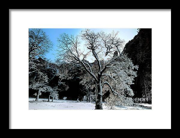 Dave Welling Framed Print featuring the photograph Snow Covered Black Oaks Quercus Kelloggii Yosemite by Dave Welling