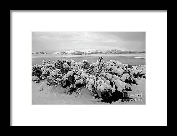 Snowy Landscape Framed Print featuring the photograph Snow covered bushes Sajama National Park Bolivia by James Brunker
