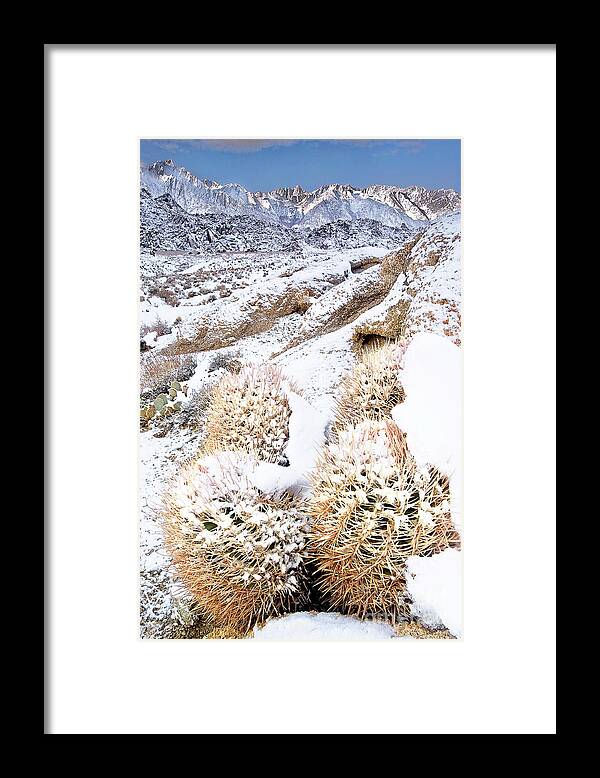 North America Framed Print featuring the photograph Snow Covered Cactus Below Mount Whitney Eastern Sierras by Dave Welling