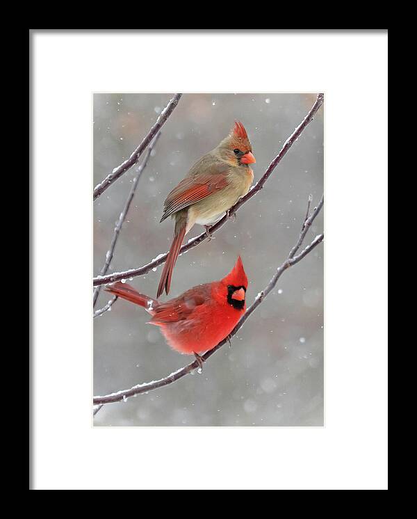 Snow Framed Print featuring the photograph Snow Day by Mindy Musick King
