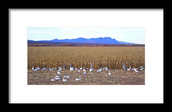 Snow Geese Framed Print featuring the photograph Snow geese and Cranes Feeding by Jerry Griffin