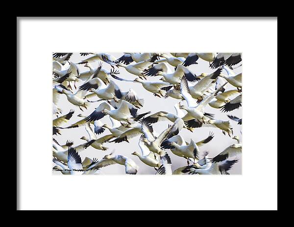 Snow Framed Print featuring the photograph Snow geese galore by Tahmina Watson
