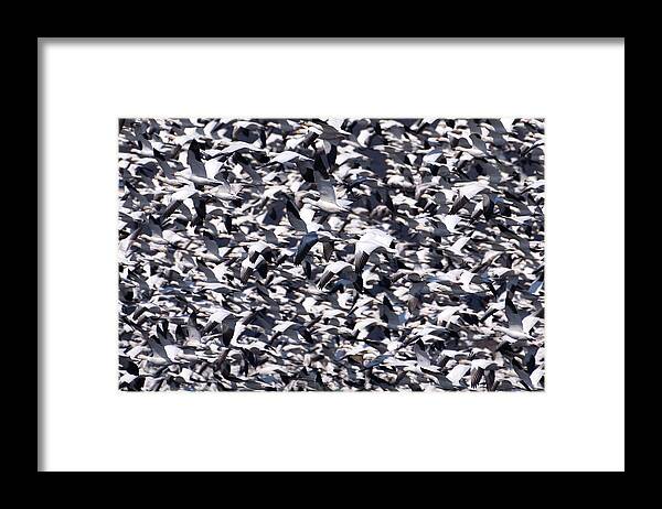 Snow Geese Framed Print featuring the photograph Snow Geese in a Crowded Sky by Flinn Hackett