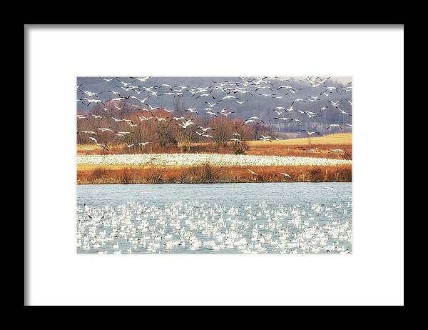 Snow Geese Framed Print featuring the photograph Snow Geese Migration by Susan Candelario