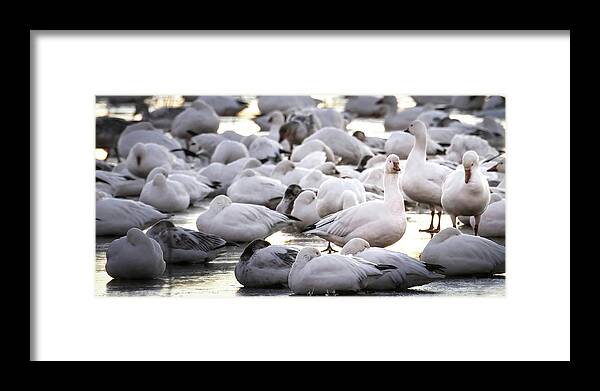 Snow Geese Framed Print featuring the photograph Snow Geese On Ice by Rebecca Herranen