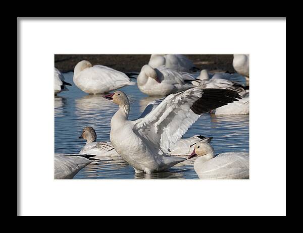 Snow Geese Framed Print featuring the photograph Snow Goose Celebration by Kathleen Bishop