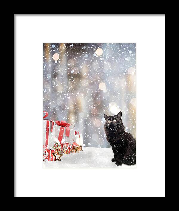 Susan Molnar Framed Print featuring the photograph Snow Kitty and Gifts by Susan Molnar