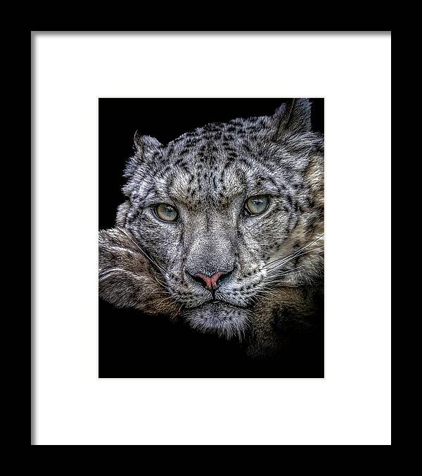 Snow Framed Print featuring the photograph Snow Leopard by Chris Boulton by Chris Boulton
