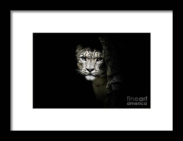 Isolated Framed Print featuring the photograph Snow leopard, Panthera uncia, watches from rocky outcrop by Jane Rix