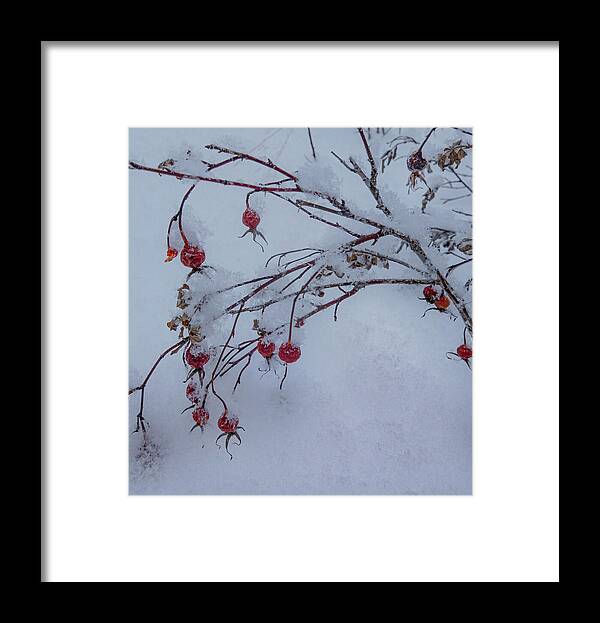Winter Framed Print featuring the photograph Snow On Winter Wild Rose Hips by Phil And Karen Rispin