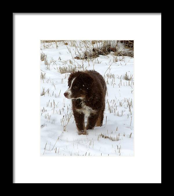 Pup Framed Print featuring the photograph Snow Pup by Katie Keenan