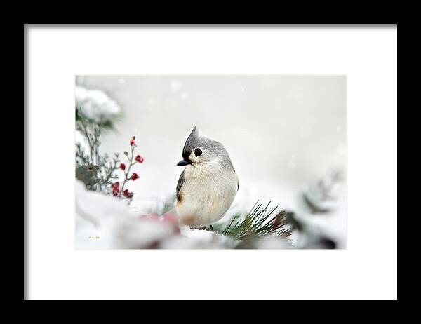Birds Framed Print featuring the photograph Snow White Tufted Titmouse by Christina Rollo