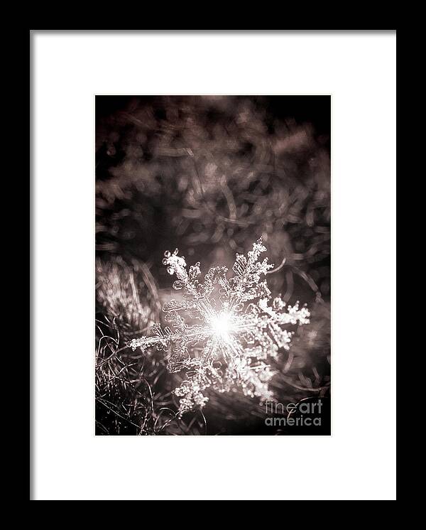 Snowflake; Ice; Shine; Macro; Simple; Monochrome; Framed Print featuring the photograph Snowflake Sparkle by Tina Uihlein