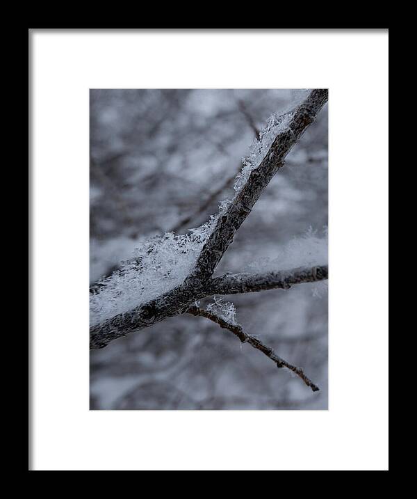 Snowflakes Framed Print featuring the photograph Snowflakes On A Branch by Phil And Karen Rispin