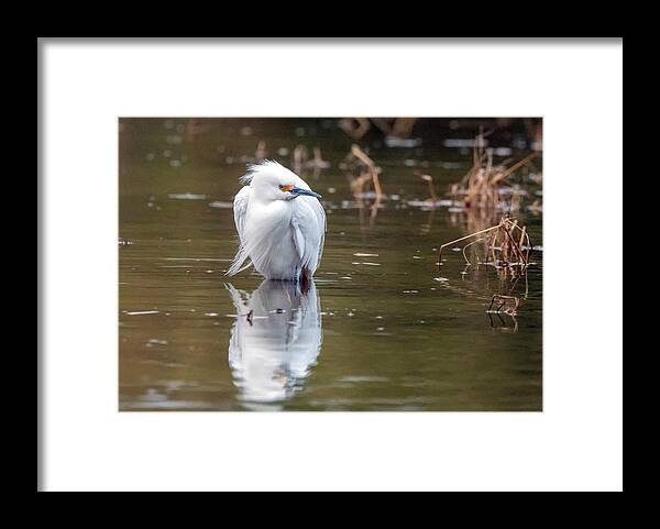 Snowy Egret Framed Print featuring the photograph Snowy Egret 1338-123119-2 by Tam Ryan