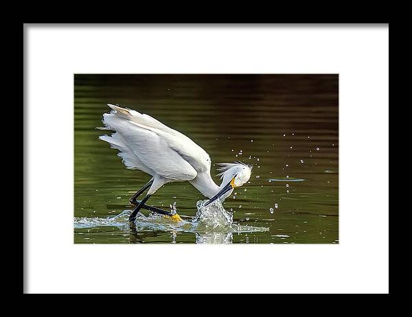 Snowy Egret Framed Print featuring the photograph Snowy Egret 1691-062622-2 by Tam Ryan