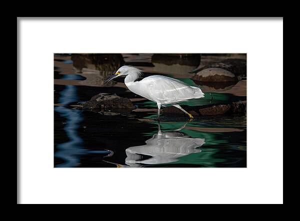 Snowy Egret Framed Print featuring the photograph Snowy Egret 2 by Rick Mosher