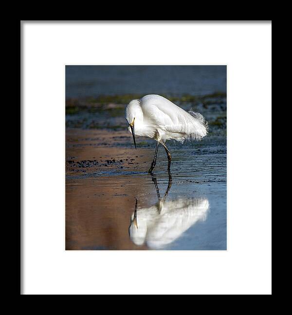 Snowy Egret Framed Print featuring the photograph Snowy Egret 7384-052821-2 by Tam Ryan