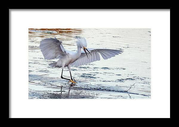 Snowy Egrets Framed Print featuring the photograph Snowy Egret Chase 3179-041621-3 by Tam Ryan