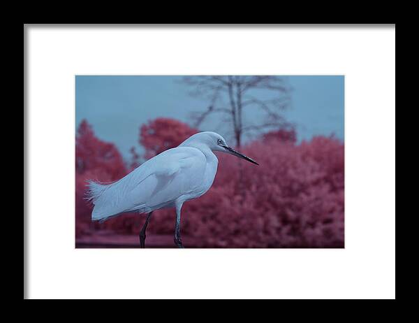 Bird Framed Print featuring the photograph Snowy Egret in Infrared by Carolyn Hutchins