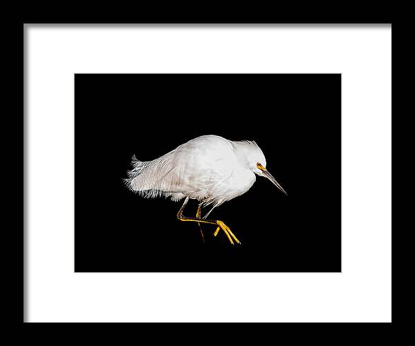Snowy Egret Framed Print featuring the photograph Snowy Egret Portrait by Terry Walsh
