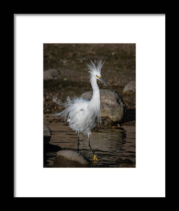Snowy Egret Framed Print featuring the photograph Snowy Egret by Rick Mosher