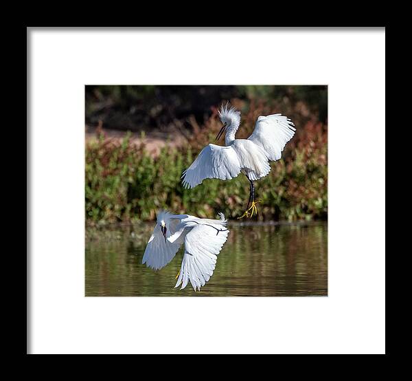 Snowy Egrets Framed Print featuring the photograph Snowy Egrets 7002-052721-2 by Tam Ryan
