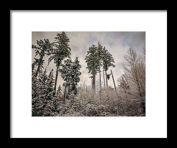 Forest Framed Print featuring the photograph Snowy Forest by Anamar Pictures
