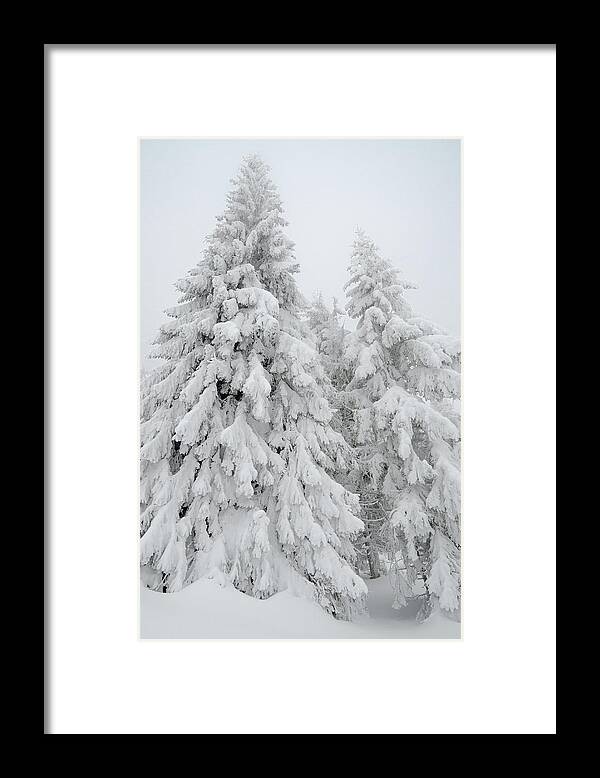 Scenics Framed Print featuring the photograph Snowy forest by Misha Kaminsky
