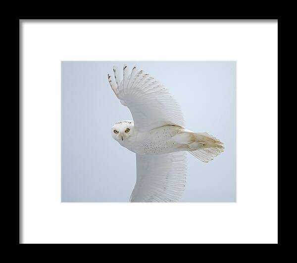 Snowy Owl Framed Print featuring the photograph Snowy Glance by CR Courson