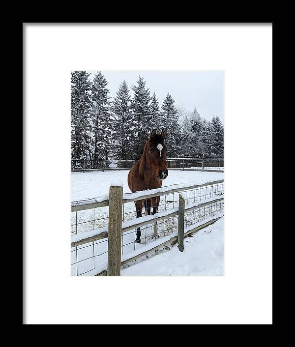 Horse Framed Print featuring the photograph Snowy horse by Lisa Mutch