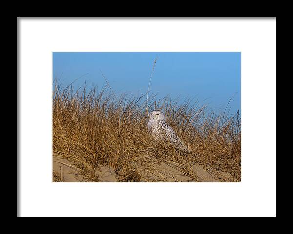 Snowy Owl Framed Print featuring the photograph Snowy Owl in Dunes at the Duxbury Beach Reservation by Juergen Roth