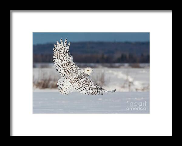 Art Framed Print featuring the photograph Snowy Owl in flight by Mircea Costina Photography