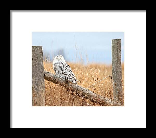 Snowy Owl Framed Print featuring the photograph Snowy owl in golden fields by Heather King