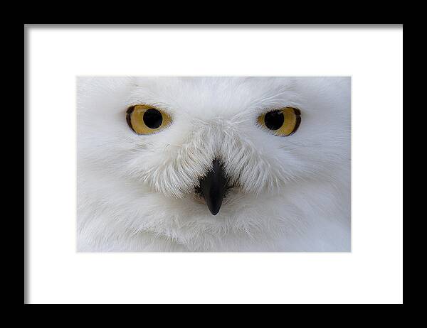 Animal Themes Framed Print featuring the photograph Snowy Owl by Sam Kirk