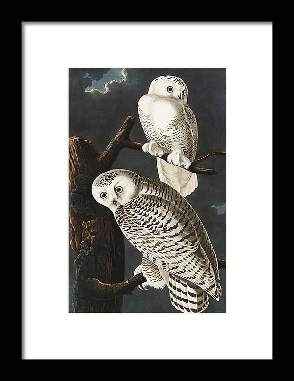 Snowy Owls Framed Print featuring the painting Snowy Owls. John James Audubon by World Art Collective