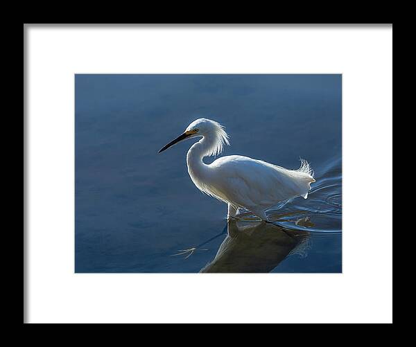 Snowy Egret Framed Print featuring the photograph Snowy White Egret by Rick Mosher