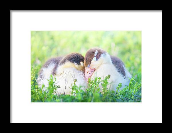 Napping Framed Print featuring the photograph Snuggling Ducklings by Jordan Hill