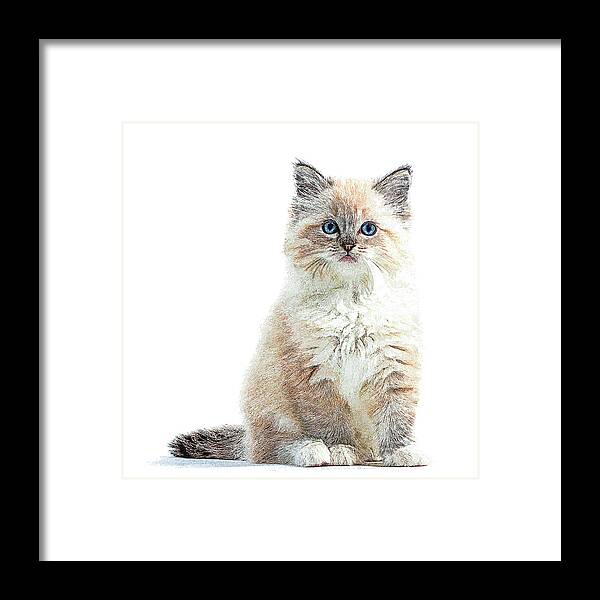 Ragdoll Framed Print featuring the painting So Adorable and Cute, Ragdoll Cat by Custom Pet Portrait Art Studio