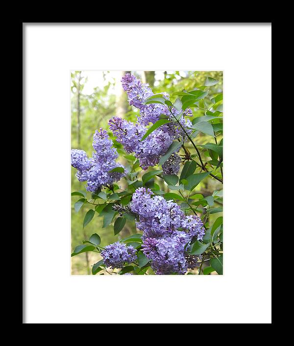 Lilac Framed Print featuring the photograph So Many Lilacs in Bloom by Eunice Miller