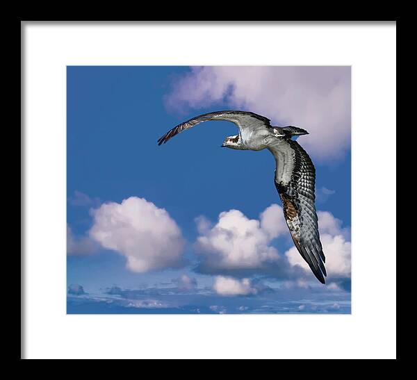 Backyard Framed Print featuring the photograph Soaring Osprey by Larry Marshall