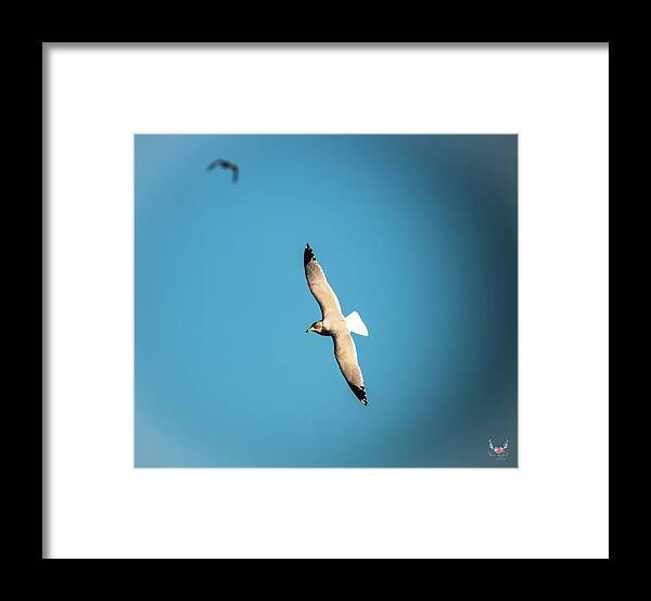 Gull Framed Print featuring the photograph Soaring by Pam Rendall
