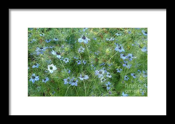 Flowers Framed Print featuring the photograph Soft and Blue by Kimberly Furey
