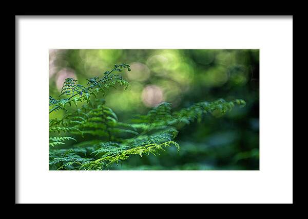 Green Framed Print featuring the photograph Soft Light Ferns by Pamela Dunn-Parrish