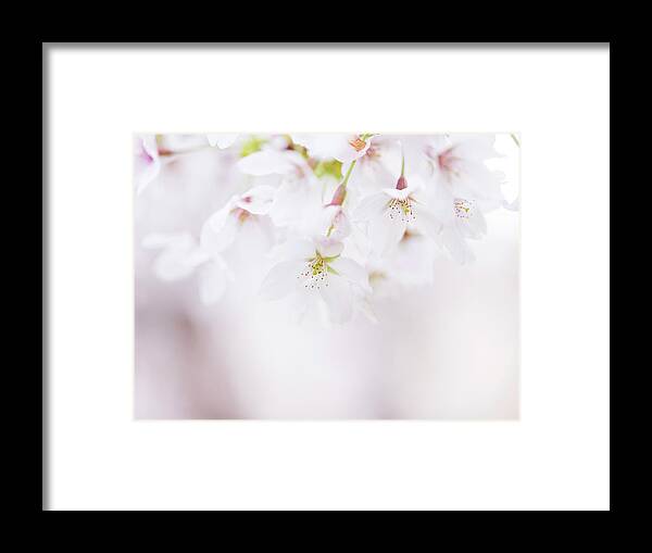 Cherry Blossom Framed Print featuring the photograph Soft pastel Cherry Blossoms in Spring 03 by Nailia Schwarz